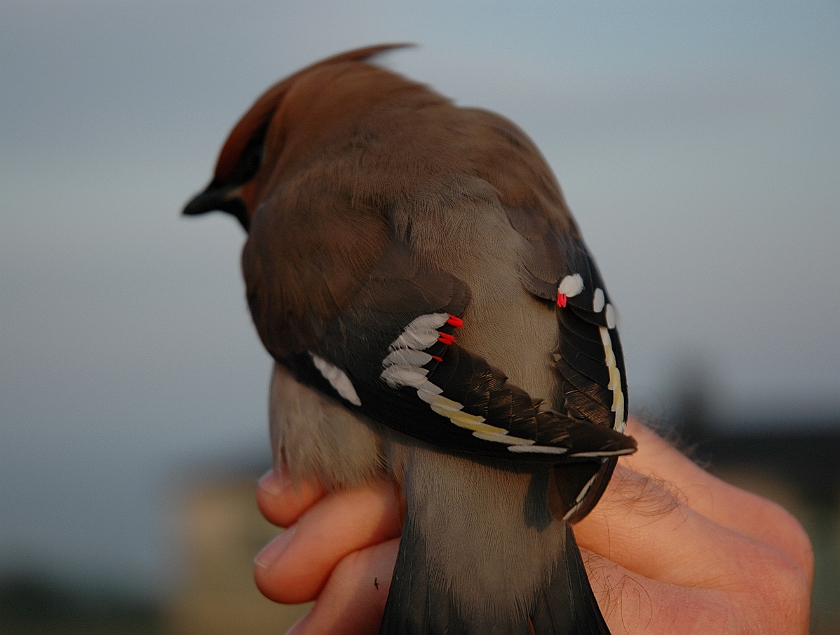 Bohemian Waxwing, Sundre 20060503